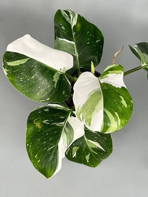Philodendron White Wizard