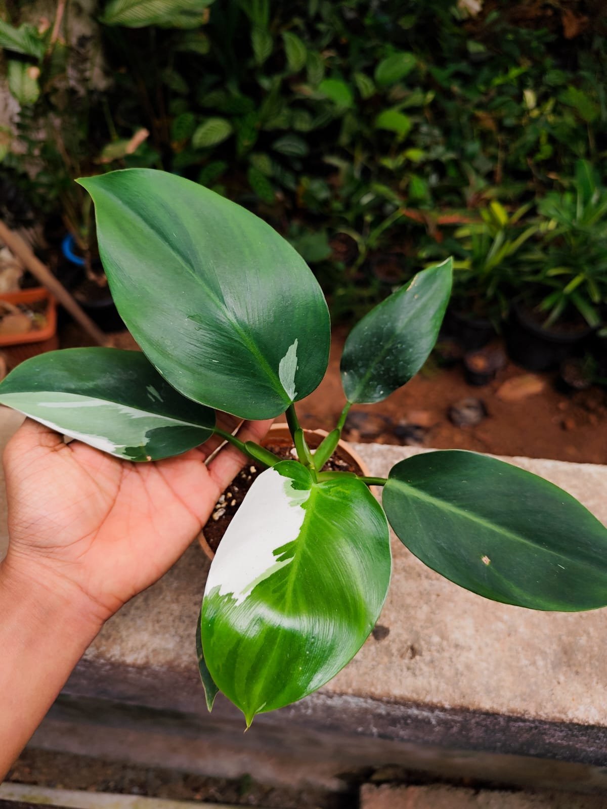 Philodendron White Wizard - Image 2