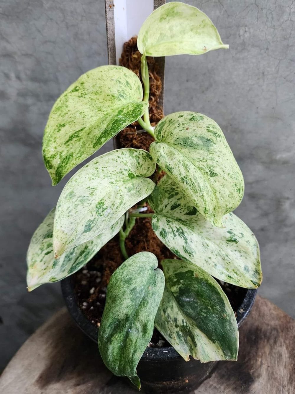 SCINDAPSUS JADE SATIN MARBLE