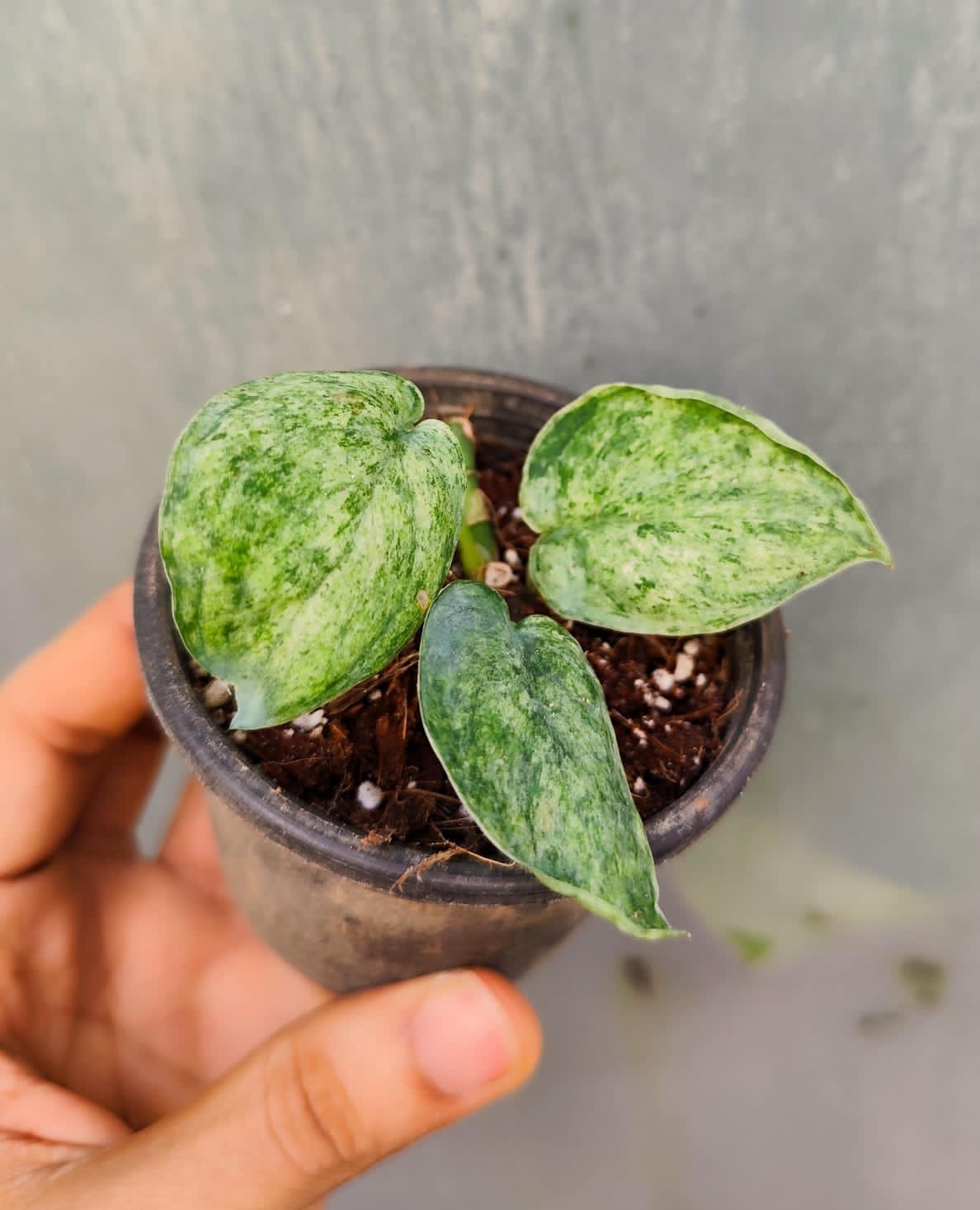 SCINDAPSUS JADE SATIN MARBLE - Image 2