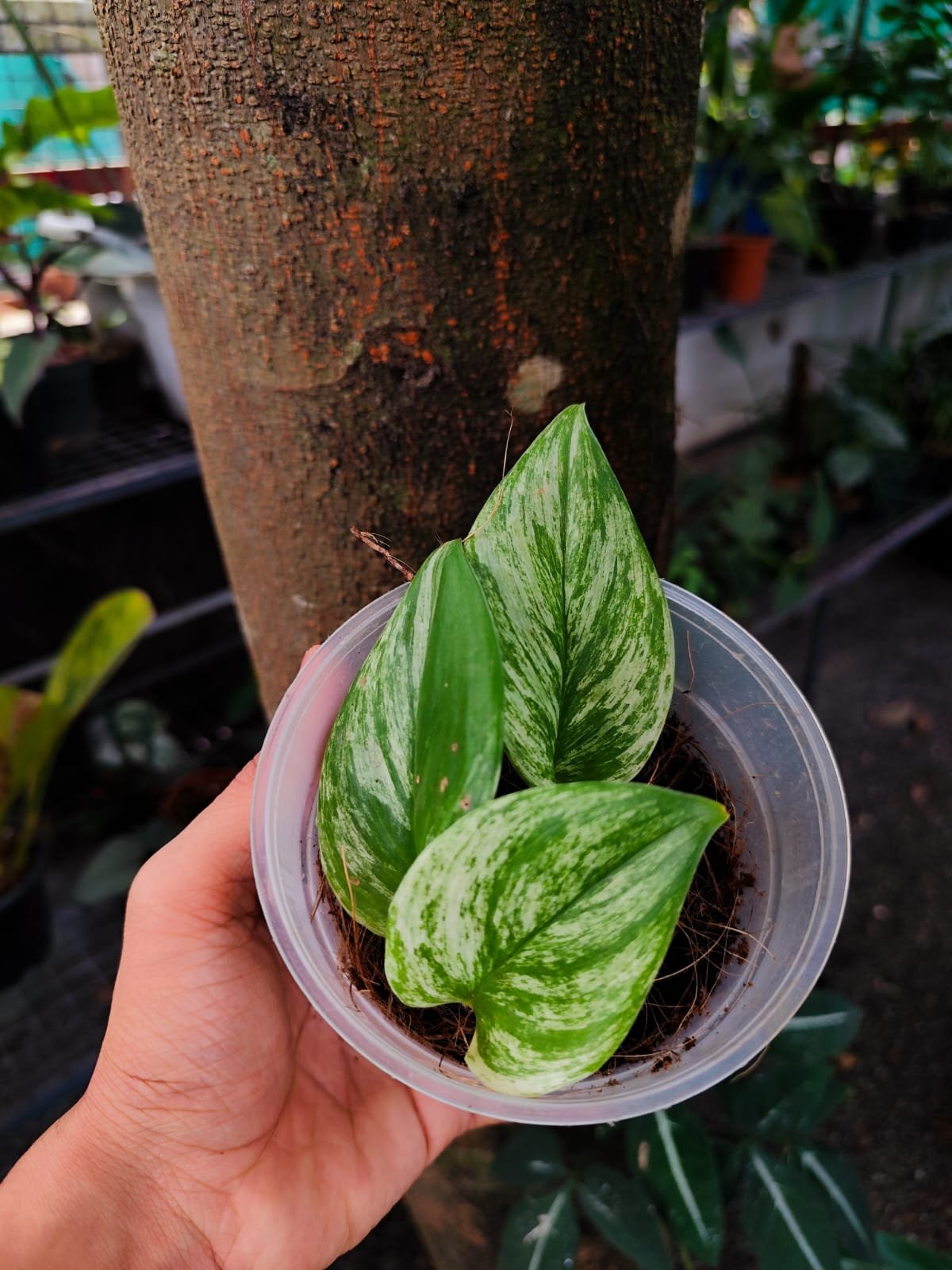 Scindapsus Moonlight Marble Variegated - Image 2