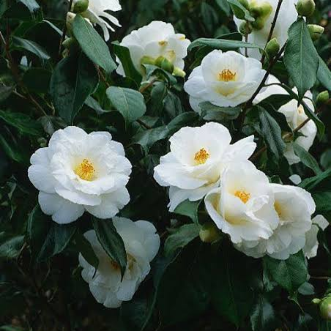 CAMALIA WHITE - Image 2