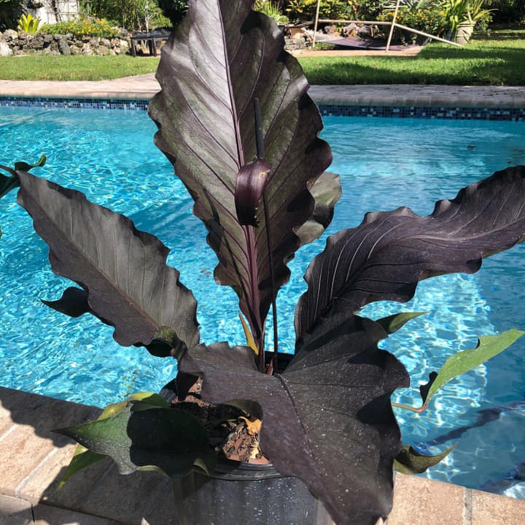 Anthurium Black dragon (Mother Plant ) - Image 2