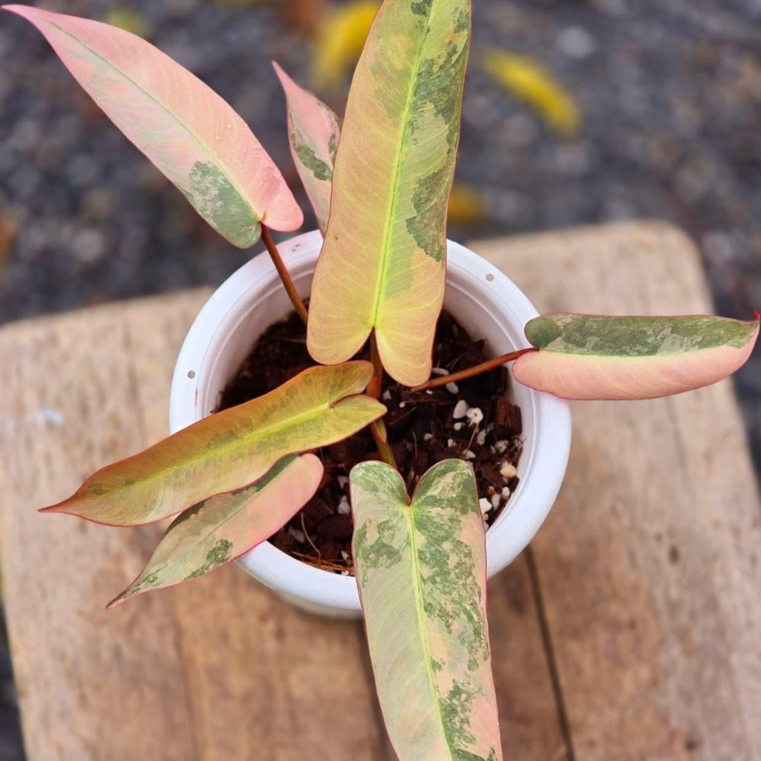 Philodendron Atabapoinse Variegated - Image 3